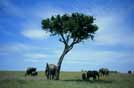 AFRICA elefanti e cielo africani