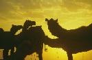 INDIA Rajastan cammelli in controluce al tramonto