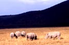 Kenya, rinoceronti bianchi al Lake Nakuru NP