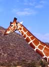 Kenya, giraffa reticolata, alla samburu National Reserve