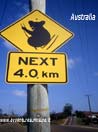 Australia, attenti ai Koala...