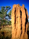 Australia, territorio del Nord: grande termitatio nel Kakadu N.P.