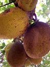 Jackfruits cambogiani