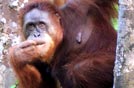 Malesia, Orangutan del Sarawak, Borneo
