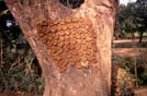 Bangladesh, escrementi a seccare su un albero, per diventare combustilbile