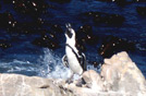 Sudafrica, pinguino africano, nel Western Cape