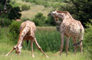 Giraffe a Pilanesberg NP, sudafrica