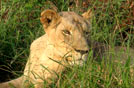 SWAZILAND, leonessa al Hlane royal NP