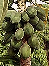 Papaya di Abomey, Benin, Africa