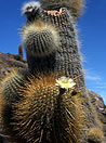 Bolivia, cactus nel Salar