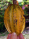 frutto del cacao, sri lanka