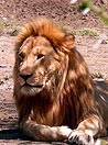 splendido leone nel Serengeti N.P. ,Tanzania