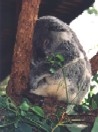 Sonno di un koala